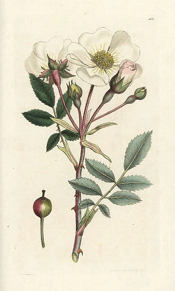 White dog-rose, Rosa arvensis. Handcoloured copperplate engraving by James Sowerby from James Smiths English Botany, London, 1794
