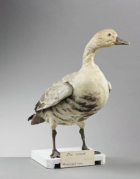 White-fronted goose (Anser albifrons), greater white-fronted goose - Museum d'histoire naturelle de Marseille