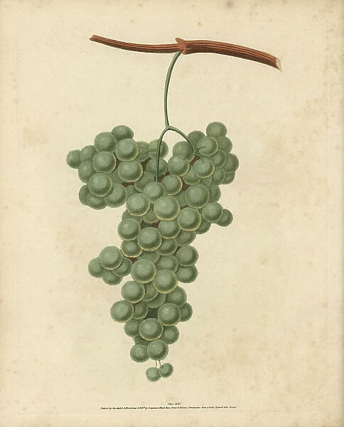 White Frontiniac grape, Vitis vinifera. Handcoloured stipple engraving of an illustration by George Brookshaw from his own '' Pomona Britannica,'' London, Longman, Hurst, etc., 1817