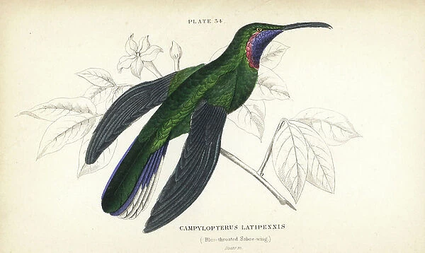 White-tailed sabrewing, Campylopterus ensipennis (Blue-throated sabrewing, Trochilus latipennis). Handcoloured steel engraving by William Lizars from Sir William Jardine's Naturalist's Library: Ornithology: Hummingbirds, Edinburgh, W.H. Lizars, 1834
