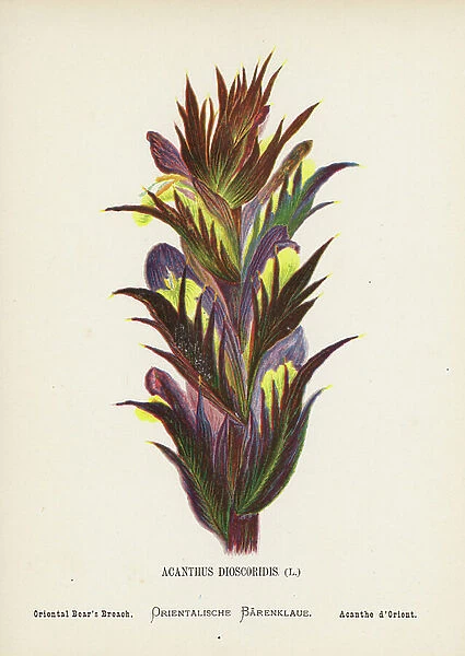 Wild Flowers of the Holy Land: Acanthus Dioscoridis; Oriental Bear's Breach (coloured engraving)