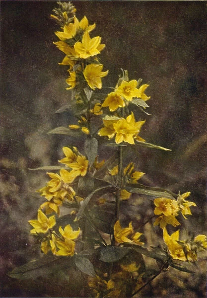 Wild flowers: Yellow Loosestrife (colour photo)