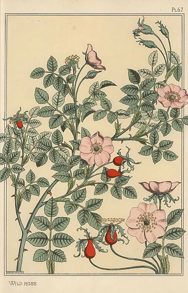 Wild rose botanical study, 1897 (lithograph)