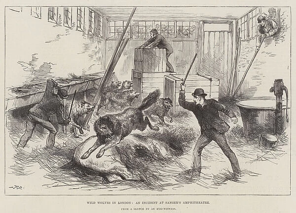 Wild Wolves in London, an Incident at Sangers Amphitheatre (engraving)