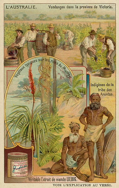 Winegrowers in Victoria, Aranda aborigines and typical plants along the Murray riverbanks (chromolitho)