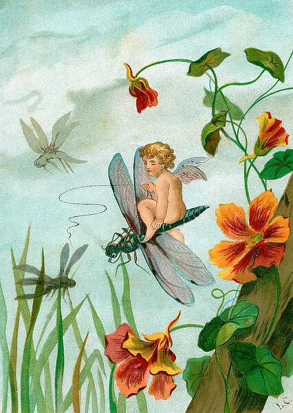 Winged Fairy Riding a Dragonfly near Nasturtium Flowers, 1882 (chromolitho)