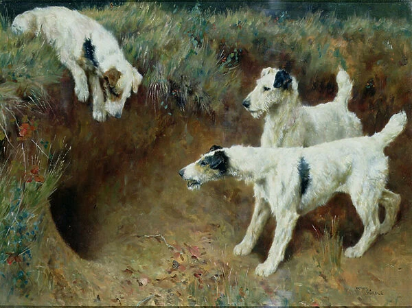 Wire-haired fox terriers by a badger set