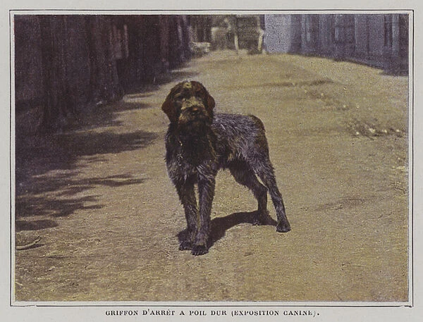Wirehaired Pointing Griffon (colour photo)