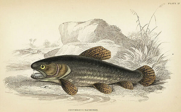 Wolf fish, tiger fish or betrayra, Hoplias malabaricus (Haimura, Eritrea macrodon). Handcoloured steel engraving by W.H. Lizars after an illustration by James Stewart from Robert Schomburg's Fishes of Guiana