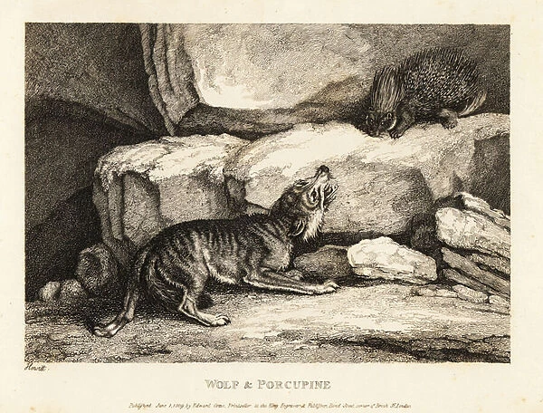 The wolf and the porcupine by Roger L Estrange. 1811 (etching)