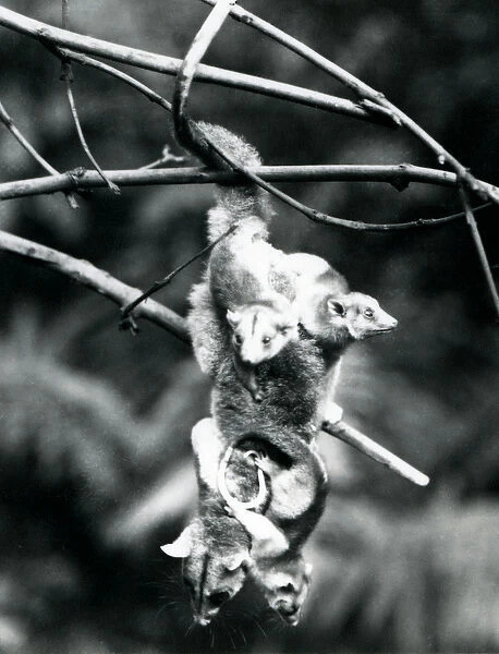 A Woolly Opossum, with her three young clinging to her, hangs from a branch using her