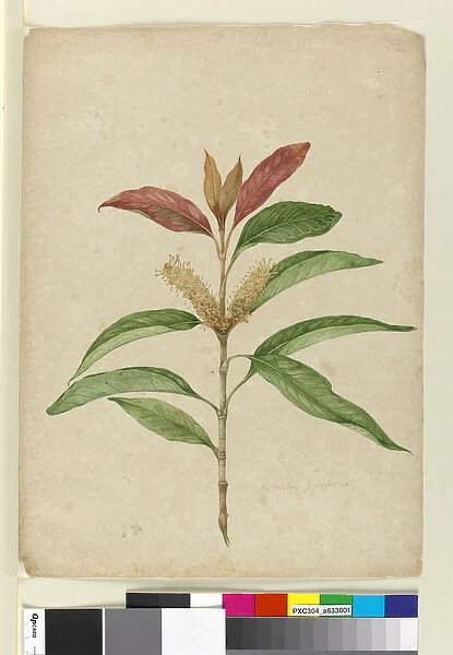 Xylomelum pyriforme, c. 1803-06 (w  /  c, pen, ink and pencil)