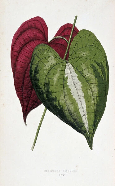Yam leaves in 2 colors (Dioscorea discolor). Botanical board in 'Plants with colorful foliage. Collection of the most remarkable species used to decorate gardens, greenhouses and apartments, by Edward Joseph Lowe and W