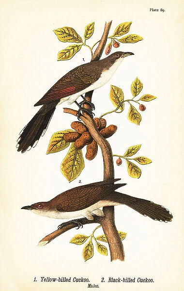 Yellow-billed cuckoo, Coccyzus americanus 1, and black-billed cuckoo, Coccyzus erythropthalmus 2, males