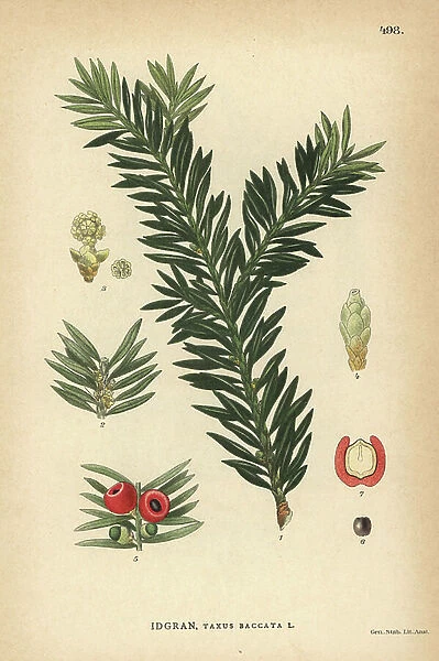 Yew tree, Taxus baccata