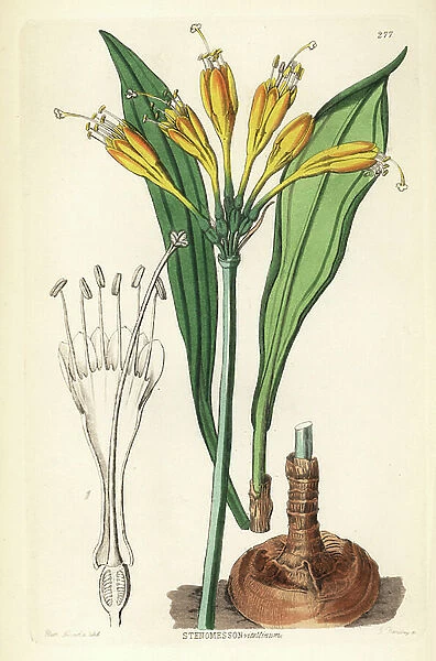 Yolk-of-egg stenomesson, Stenomesson vitellinum. Handcoloured copperplate engraving by G. Barclay after Miss Sarah Drake from John Lindley and Robert Sweet's Ornamental Flower Garden and Shrubbery, G. Willis, London, 1854