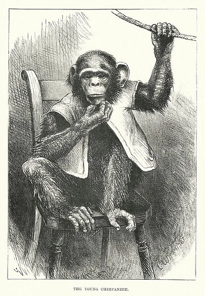 The young chimpanzee (engraving)