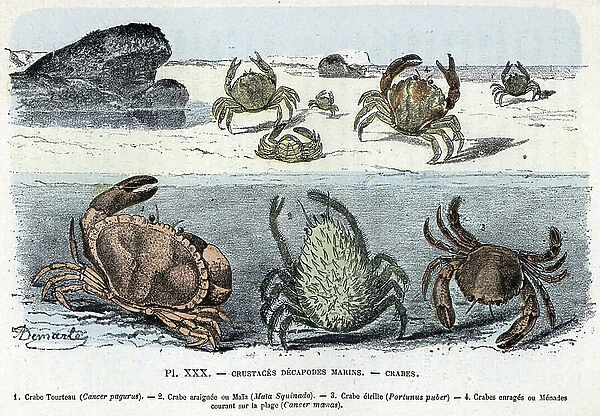 Zoological board; crustace decapode marine, crab (cake, araignee, etrille, menade) (Zoological plate: crabs) Engraving from 'L'homme et la nature' by Rengade, 1887 Collection privee A