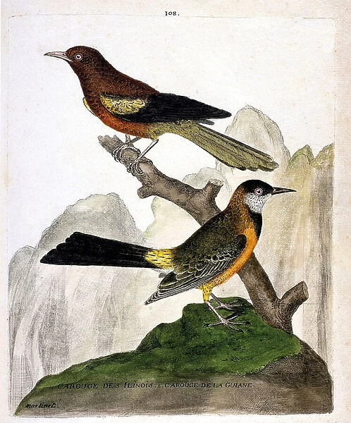 Zoological chart (ornithology): Ilinois Blackbird (Baltimore oriole or icterius bonana
