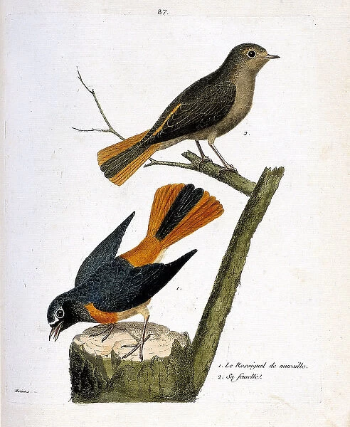 Zoological chart (ornithology): the wall nightingale on a tree strain and its female