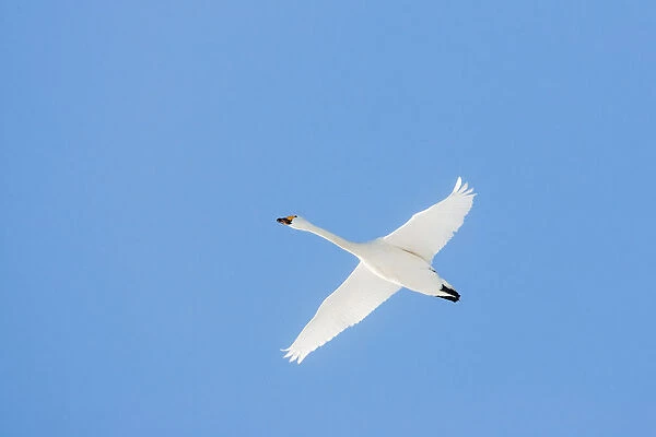Adult Bewick's Swan flying in blue sky