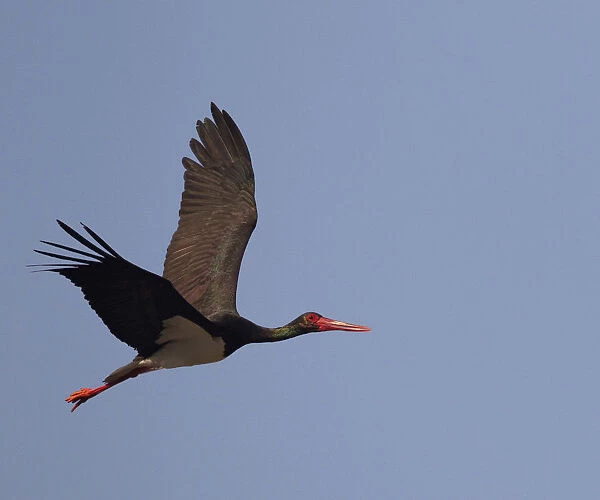 Adult Black Stork in flight, Ciconia nigra