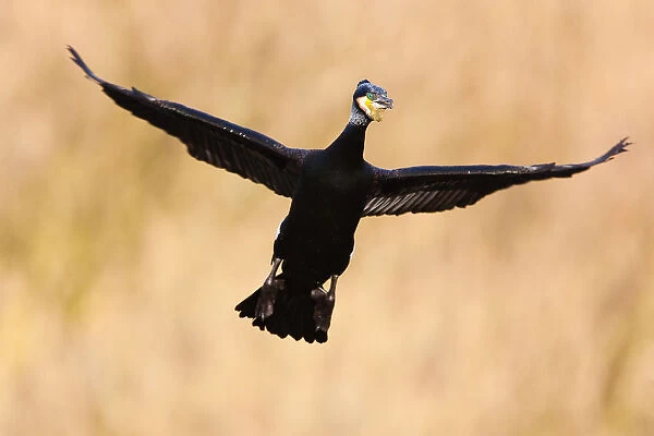 Adult Great Cormorant in flight, Phalacrocorax carbo