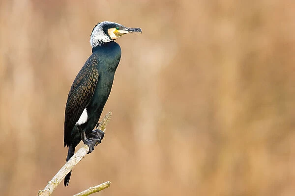 Adult Great Cormorant perched on branch, Phalacrocorax carbo