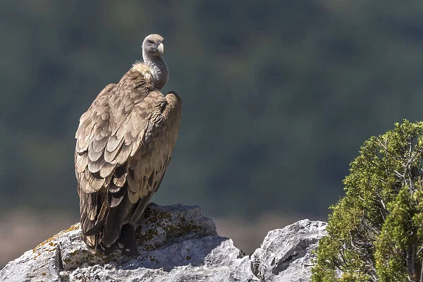 Adult Griffon Vulture, Gyps fulvus, France