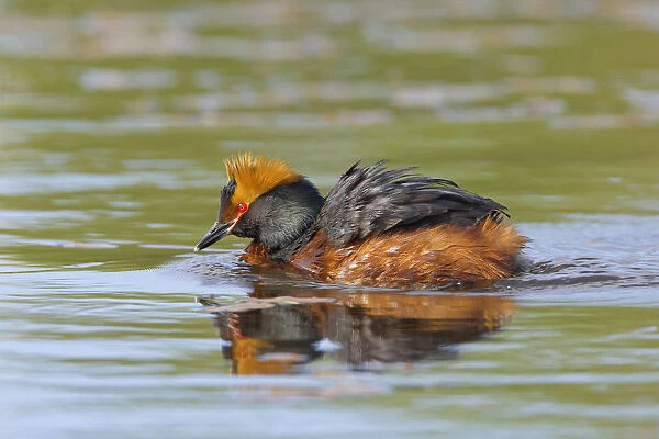 Adult Horned Grebe swimming, Podiceps auritus, Finland