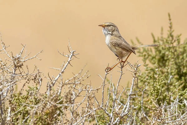 Adult Streaked Scrub-Warbler perched on a small bush in South Morocco, Morocco