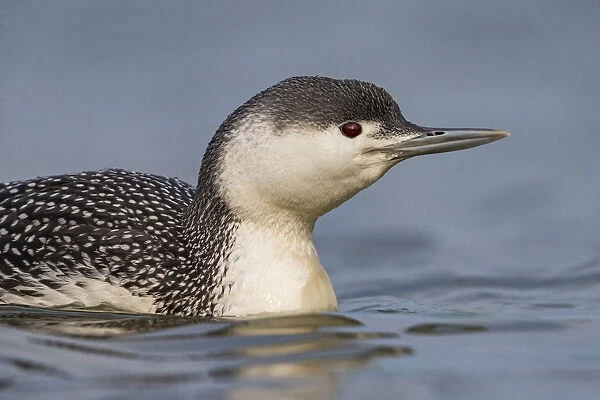Adult winter Red-throated Diver, Italy