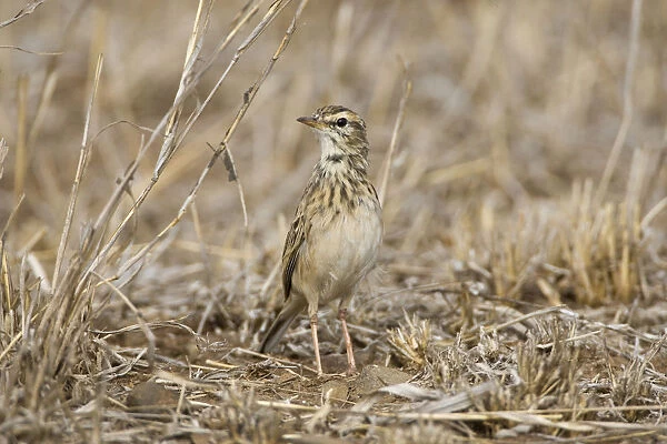 African Pipit in Kruger, Anthus cinnamomeus