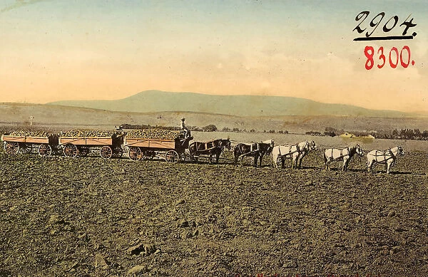 Agriculture California Horse-drawn vehicles Horses