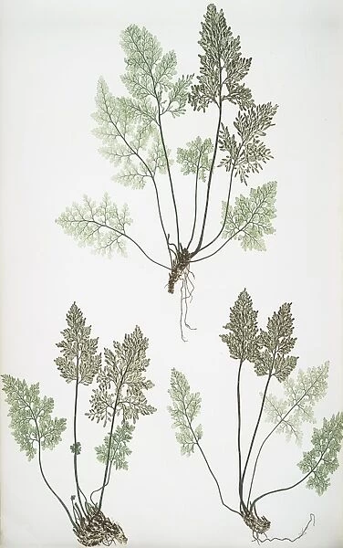 Allosorus crispus. The mountain parsley fern, or Rock brakes, Bradbury, Henry Riley