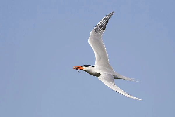 American Royal Tern, Thalasseus maximus, United States