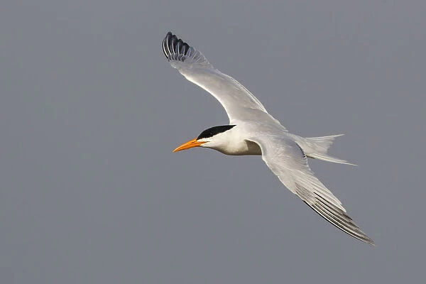 American Royal Tern, Thalasseus maximus, United States