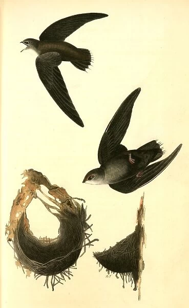 American Swift. (Nests), Audubon, John James, 1785-1851