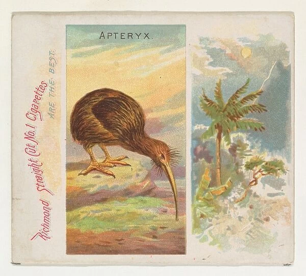 Apteryx Birds Tropics series N38 Allen & Ginter Cigarettes