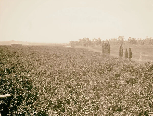 Arab orange groves Bir Salem Jaffa 1934 Orange orchards