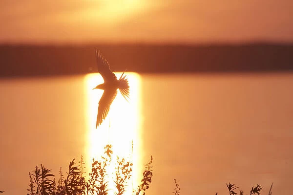 Arctic Tern adult flying at sunset, Sterna paradisaea