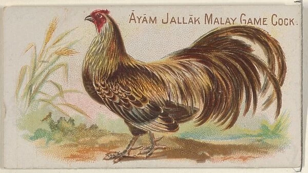 Ayam Jallak Malay Game Cock Prize Game Chickens series