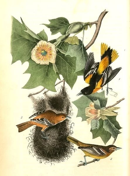 Baltimore Oriole, or Hang-nest. 1. Male adult. 2. Young Male. 3. Female. (Tulip Tree)
