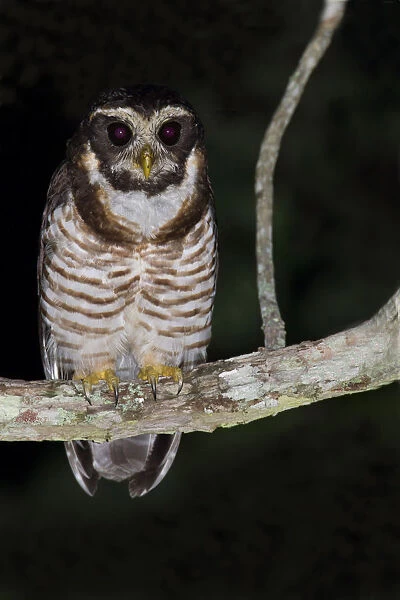 Band-bellied Owl, Pulsatrix melanota, Bolivia