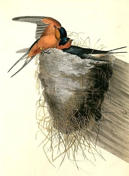 Barn or Chimney Swallow. Audubon, John James, 1785-1851