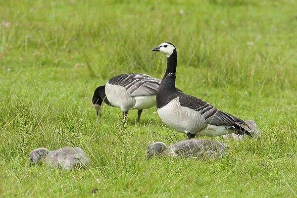 Barnacle Goose with young, Branta leucopsis, Netherlands