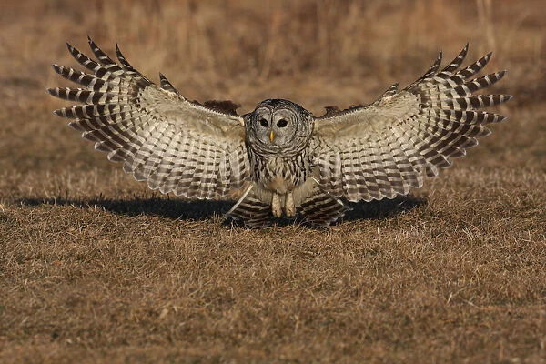 Barred Owl flying and landing, Strix varia