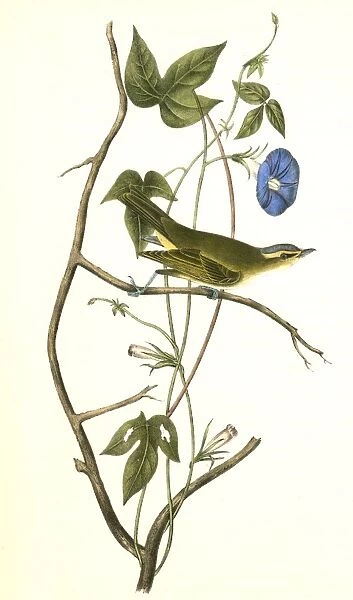 Bartrams Vireo, or Greenlet. Male. (Ipomea), Audubon, John James, 1785-1851