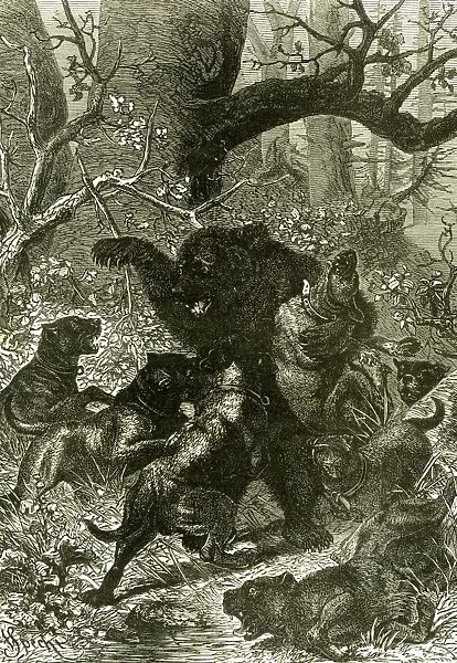 bear, hunting, hunt, 1891, russia, bear, hunting, hunt