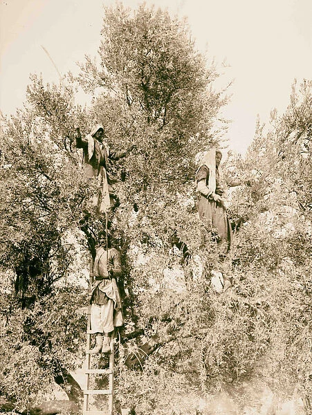 Beating down olives 1900 Middle East Israel Palestine